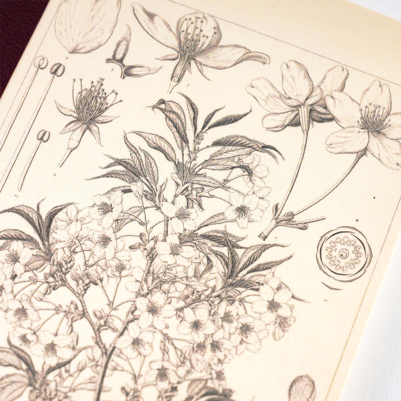Hobonichi Notizbuch Yamazakura A6