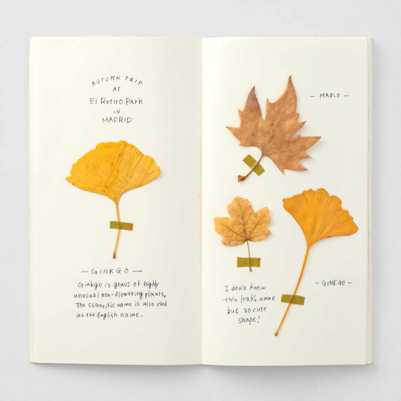 Traveler's Notebook Regular "025" MD creme